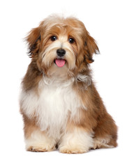 Cute happy red parti colored havanese puppy dog is sitting and looking at camera, isolated on white background