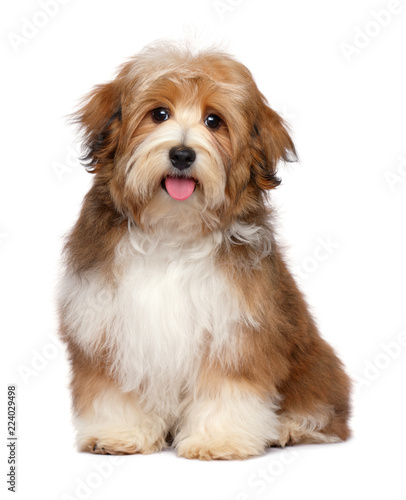 Fototapeta Naklejka Na Ścianę i Meble -  Cute happy red parti colored havanese puppy dog is sitting and looking at camera, isolated on white background