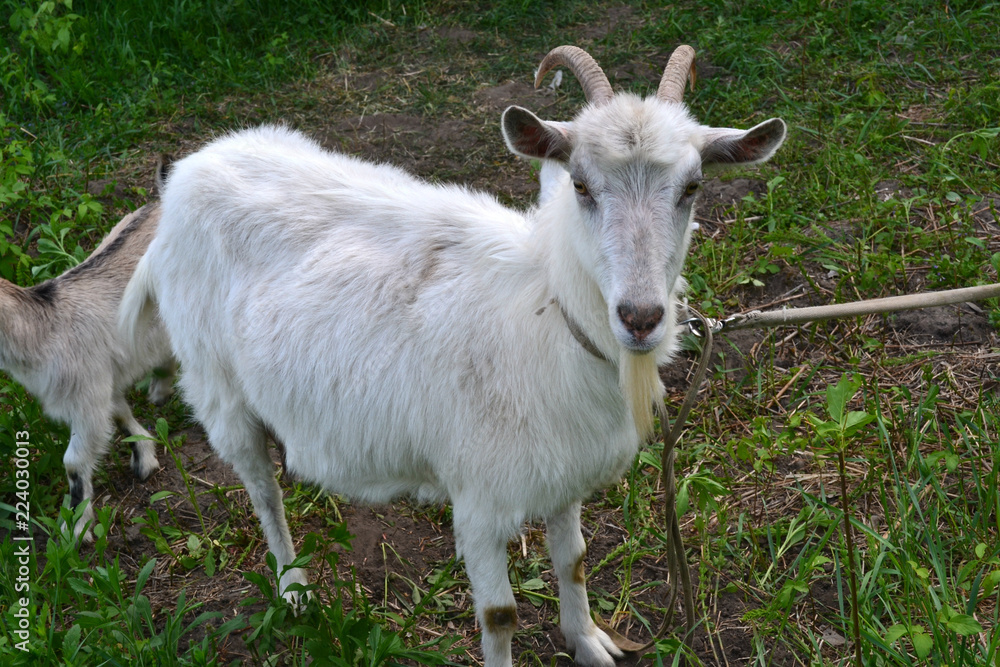 white horned goat grazing white horned goat grazing