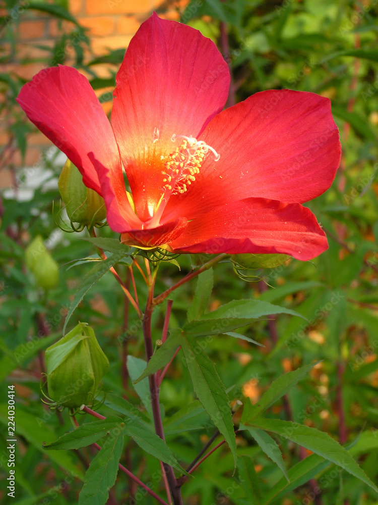 Red blooming hibiscus flower close up. Nature rustic garden vegetation vertical background
