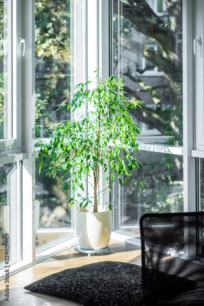A plant in a modern apartment. Decoration of the apartments. A plant in a modern apartment. Decoration of the apartments.