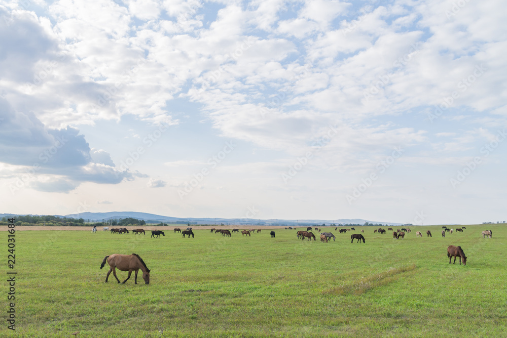 Herd of horses on a green summer field against a sky background Herd of horses on a green summer field against a sky background