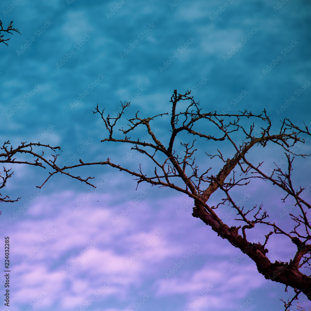 dry tree on blue sky, pop colors, autumn mood dry tree on blue sky, pop colors, autumn mood