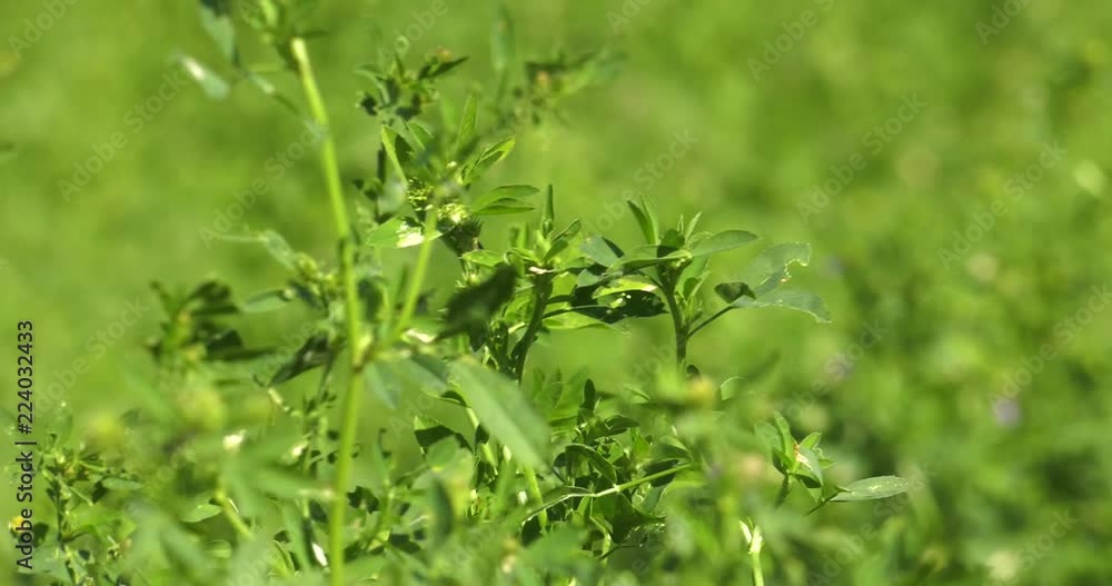 Alfalfa blowing in the wind Alfalfa blowing in the wind