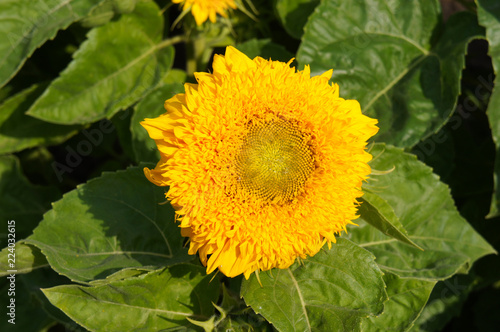 Fototapeta Naklejka Na Ścianę i Meble -  Helianthus annuus teddy bear sunflower yellow flower head