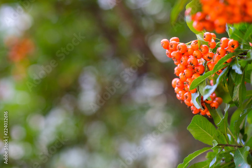 Orange Früchte Feuerdorn (Pyracantha) photo