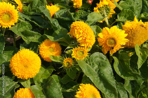 Fototapeta Naklejka Na Ścianę i Meble -  Helianthus annuus teddy bear many decorative sunflower flowers