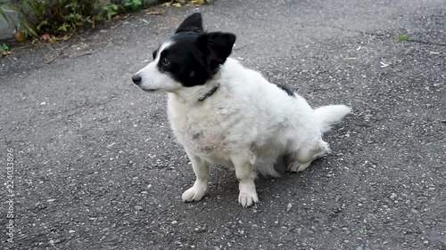 Thick white dog with black spots, lazily sitting and walking on a walk on the daily routine