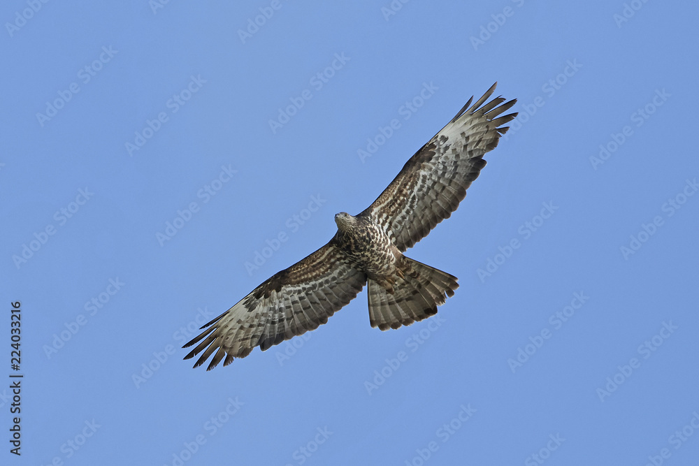 Fototapeta premium European honey buzzard (Pernis apivorus)