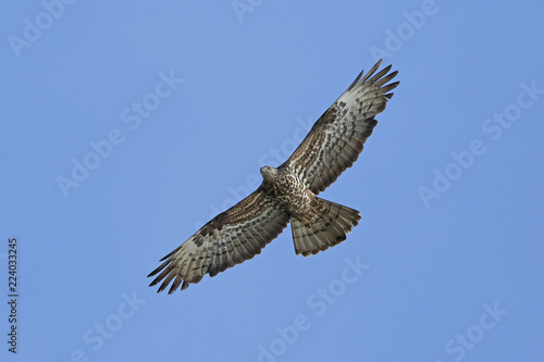 European honey buzzard (Pernis apivorus)