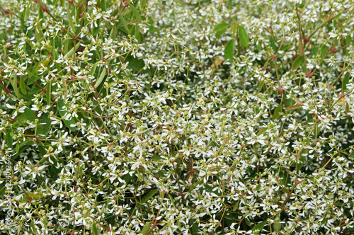 Euphorbia breathless white many flowers