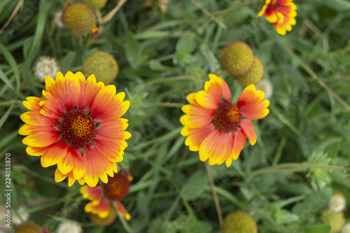 Fototapeta Naklejka Na Ścianę i Meble -  Solar flower Helianthus grows in garden