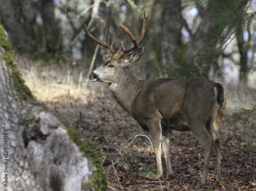 Black-tailed Buck