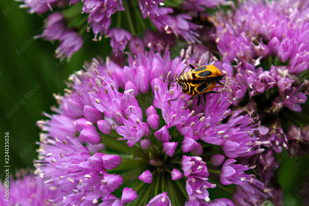Striped Yellow and Black Beetles Mating on Ornamental Onion Purple Allium Flower Striped Yellow and Black Beetles Mating on Ornamental Onion Purple Allium Flower