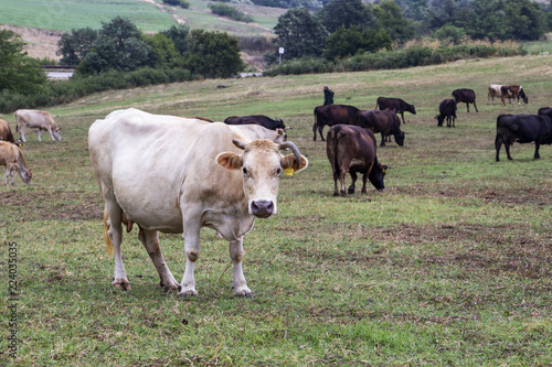 Close picture of a cow from a herd of cows in a pasture at the foot of a Bulgarian Rhodopes hill photo