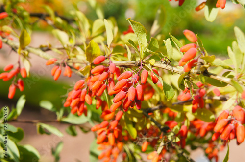 Berberis vulgaris or common barberry red berry photo