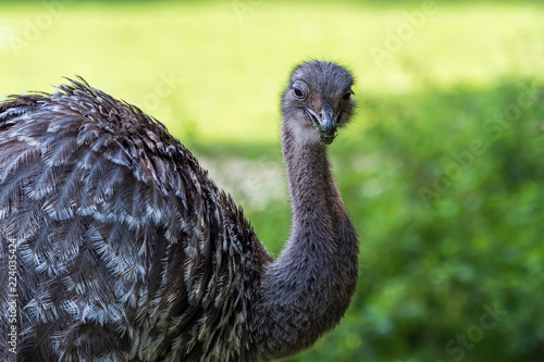 Darwin-Nandu - Dromaius novaehollandiae - Emu - Namdu photo