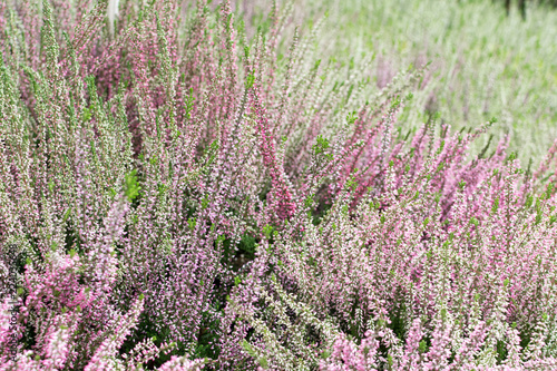 Flowering Heather Plant  Erica Flower  Calluna or Gardener Heather