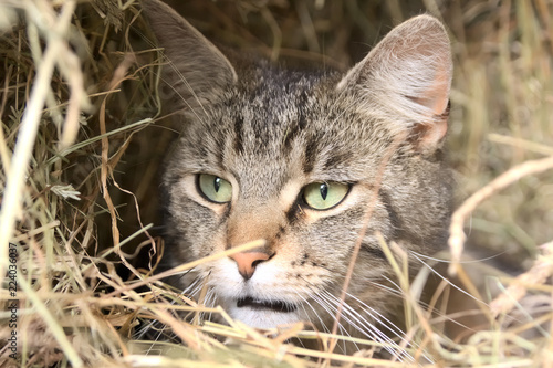 Wallpaper Mural Lauernde Katze Torontodigital.ca