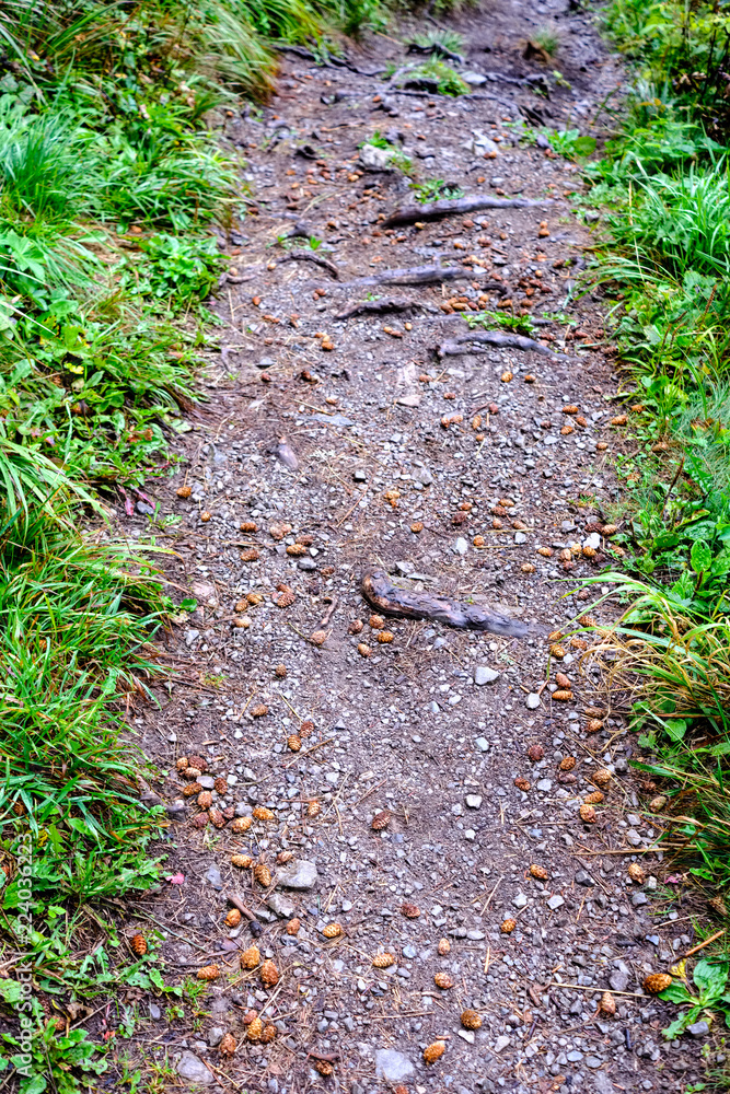 Obraz premium hiking trail in tatra mountains in Slovakia