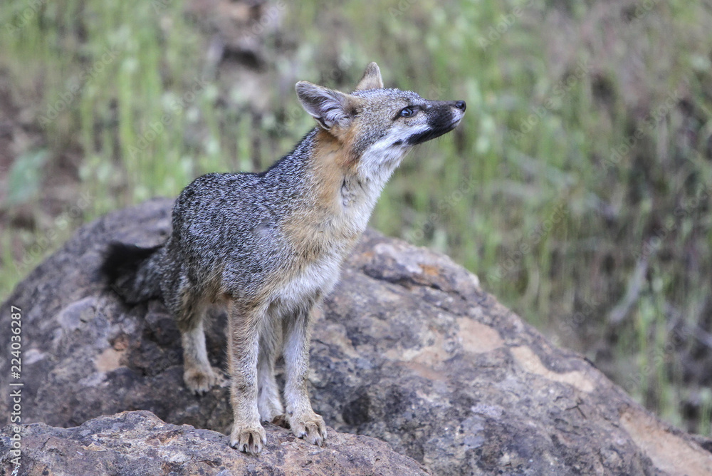 Grey Fox on Rock