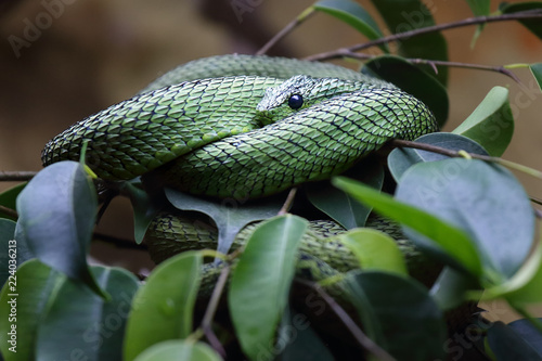 The Great Lakes bush viper or Nitsche's bush viper (Atheris nitschei) is twisted around the green branch with leaves in rainforest
