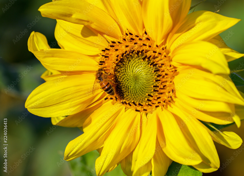 Fototapeta premium Bee and sunflower.