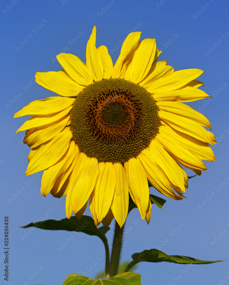 Big sunflower in sunny day.