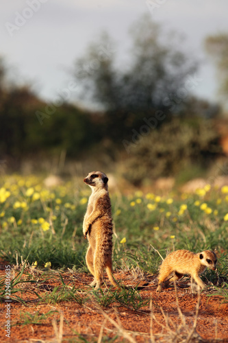Billede på lærred The meerkat or suricate (Suricata suricatta) is keeping watch in typical positio