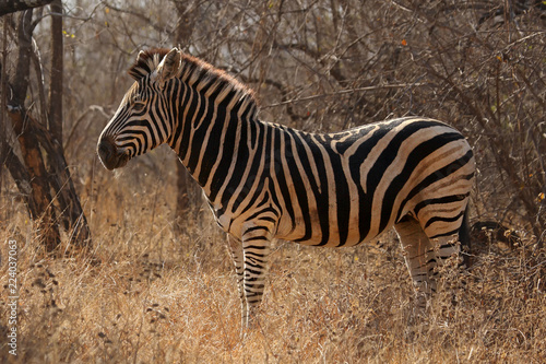 The Chapman s zebra  Equus quagga chapmani  is standing in the yellow dry grass with bush in background