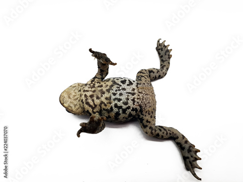 Frosch auf dem Rücken freigestellt auf weißem Hintergrund Stock Photo |  Adobe Stock