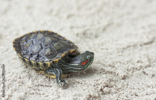 Common Slider, also known as Cumberland Slider Turtle, Red-eared Slider Turtle, Slider (Trachemys scripta) on a sand