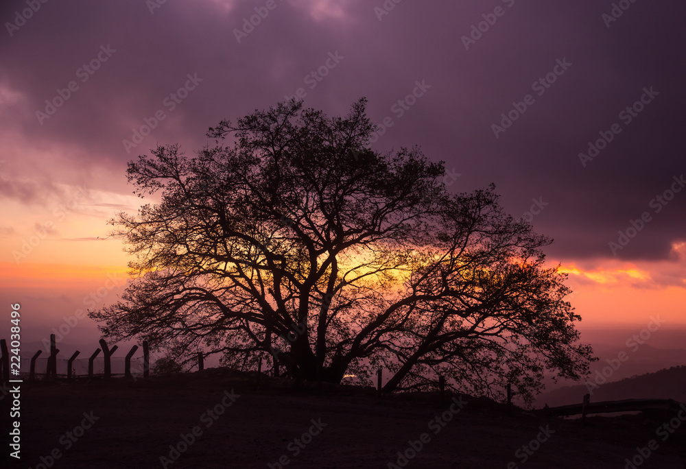 Lonely Tree At The Top Of The Mountain At Sunset Lonely Tree At The Top Of The Mountain At Sunset