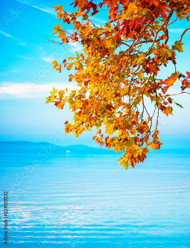 Fototapeta Naklejka Na Ścianę i Meble -  Nice trees in autumn at lake Balaton, Hungary