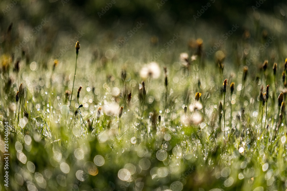 morning dew drops in gren grass meadow in autumn