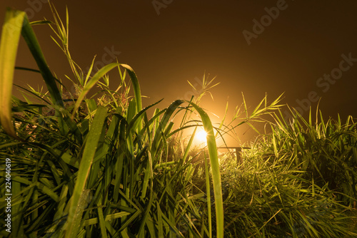 wild meadow-grass at flower bed foggy night swedish garden at countryside with soft dim light late summer photo