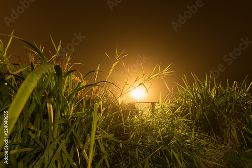 wild meadow-grass at flower bed foggy night swedish garden at countryside with soft dim light late summer photo