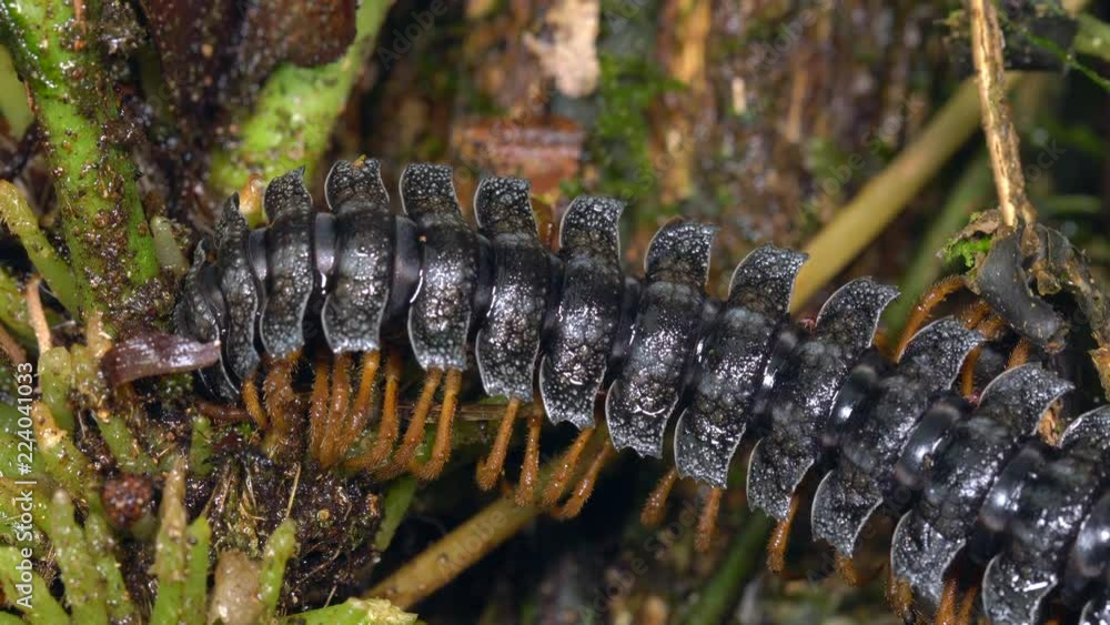 Giant Flatbacked millipede (family Polydesmidae). Climbing on a bunch