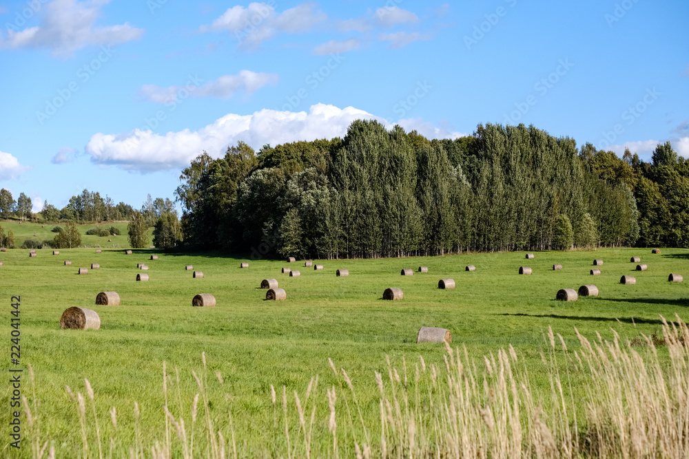 rolls of hay laying in distant field rolls of hay laying in distant field