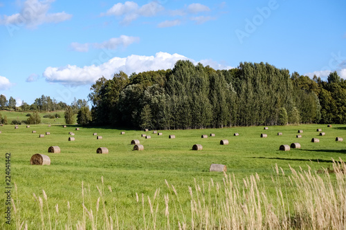 rolls of hay laying in distant field