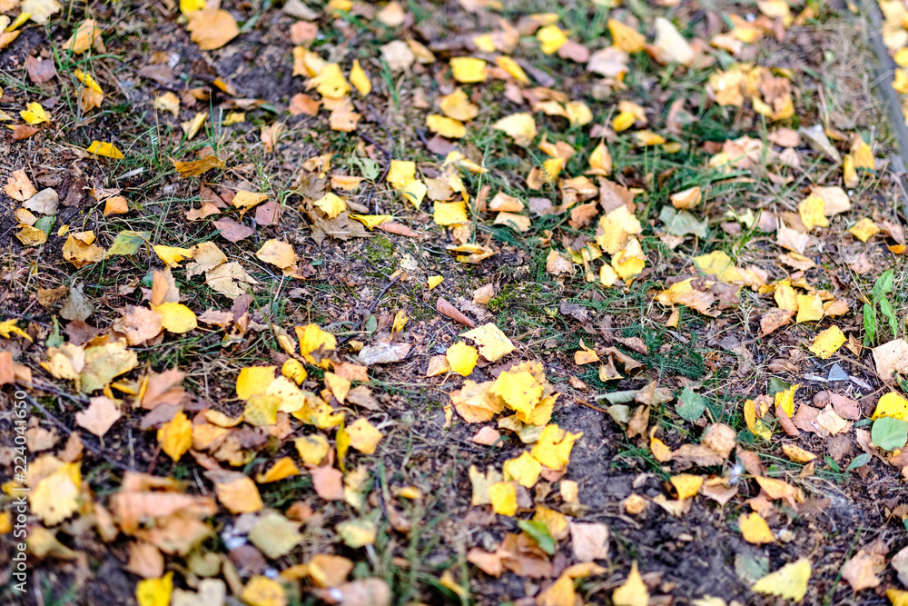 yellow tree leaves laying on asphalt in autumn yellow tree leaves laying on asphalt in autumn