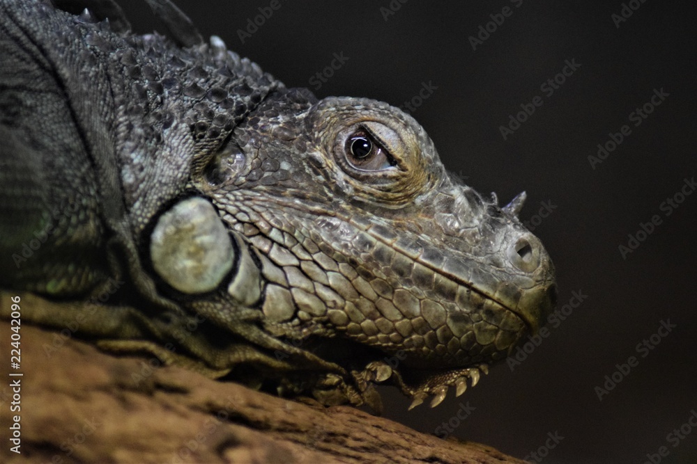 Leguan Leguan