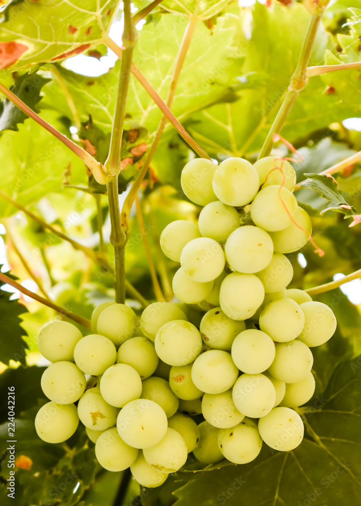 BUNCH OF GREEN GRAPES HOLDING IN THE VINEYARD ALMOST GROWN TO BE HARVESTED IN THE AUTUMN BUNCH OF GREEN GRAPES HOLDING IN THE VINEYARD ALMOST GROWN TO BE HARVESTED IN THE AUTUMN