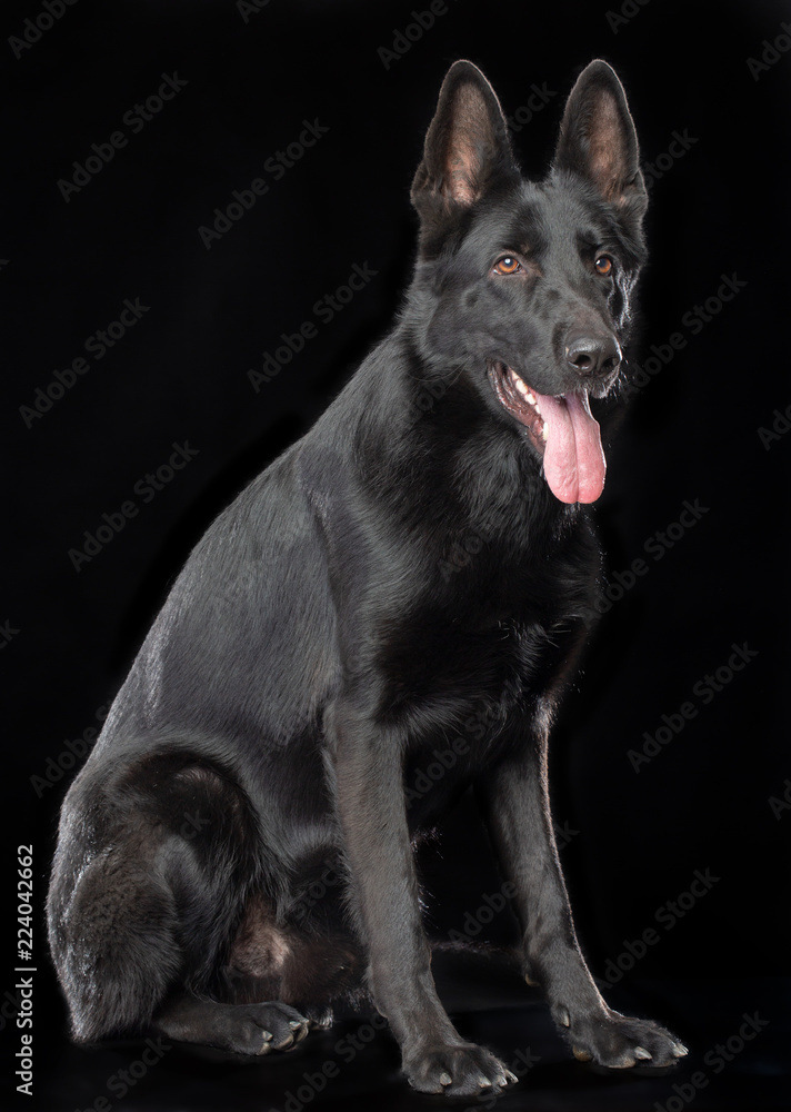 German Shepherd Dog  Isolated  on Black Background in studio