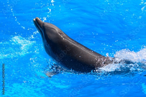 Foto Close up of a dolphin performing in a dolphin show