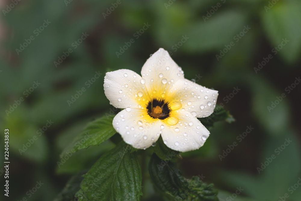 Flor Branca Flor Branca
