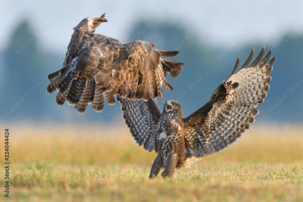 Fototapeta premium Fight in the meadow/Common Buzzard