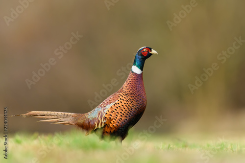 In the midday sun/Common Pheasant