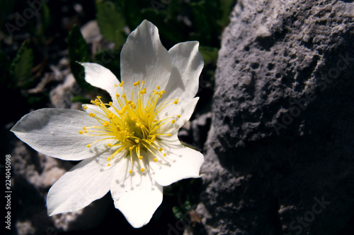 Cuadro en lienzo Dryas octopetala (common names include mountain avens, eightpetal mountain-avens, white dryas, and white dryad) is an Arctic–alpine flowering plant in the family Rosaceae
