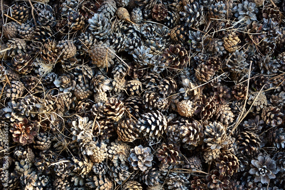 Pine cones in the forest. Pine cones in the forest.